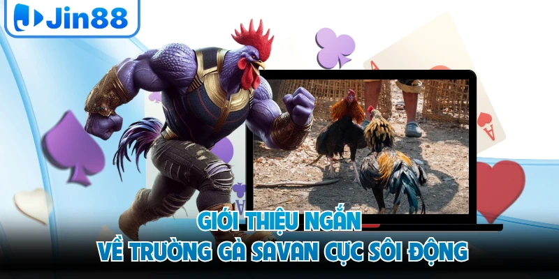 Giới thiệu ngắn về trường gà savan cực sôi động