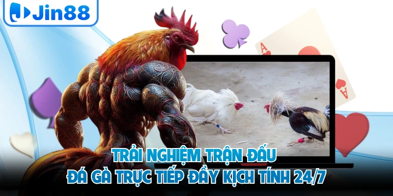 Trải nghiệm trận đấu đá gà trực tiếp đầy kịch tính 24/7
